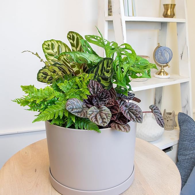 Essential Houseplant Collection (4PK) Live Plants Indoor Plants Live Houseplants in Plant Pots, Easy House Plants Indoors Live, Snake Plant, Pothos in Potting Soil, Clean Air Plants by Plants for Pets-PawvioPets