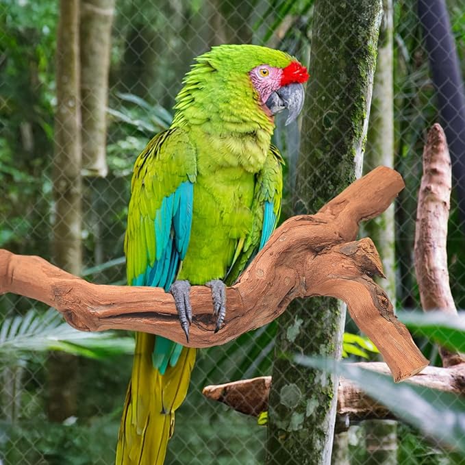 6-Piece Premium Bird Perch Stand with Natural Grape Wood Branch, Paw Grinding Fork, Chewing Stick, Cage Accessories for Parakeets, Budgies, Cockatiels, Finches, Lovebirds-PawvioPets