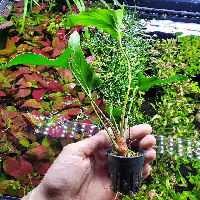 Anubias Live Aquarium Plants - Potted Freshwater Plant for Fish Tanks, Terrariums - Beginner Friendly Low Light (Hastifolia, 1 Pot)-PawvioPets