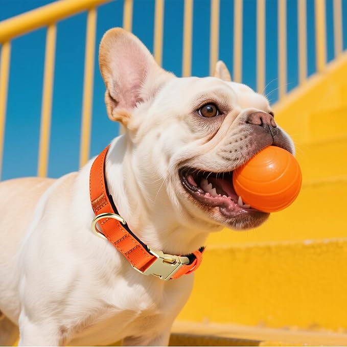 Didog Soft Padded Dog Collars for Small Dogs, Colorful and Durable Dog Collar with Quick Release Buckle, Light and Breathable for Daily Walking, Orange, S-PawvioPets