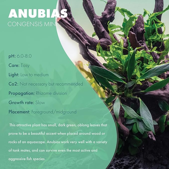 Anubias Live Aquarium Plants - Potted Freshwater Plant for Fish Tanks, Terrariums - Beginner Friendly Low Light (Congensis Mini, 5 Pots)-PawvioPets