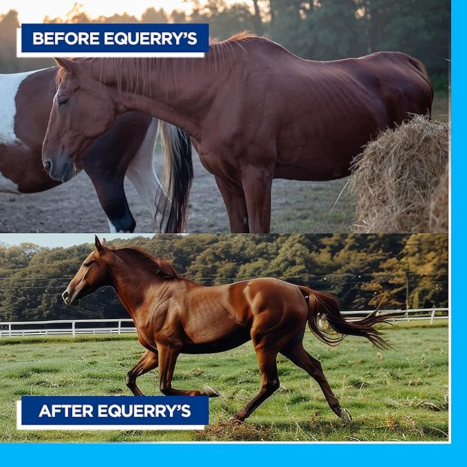 Equerry's Large Animal Probiotic | Supplements for Gut Health and Nutrient Absorption | Probiotics and Digestive enzymes for Horses, Cows, Goats, Sheep, Pigs, 160 Feedings (20lbs) for 1000 lb Animal-PawvioPets