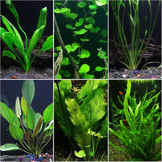 Discus-Warm Water Aquarium Plant Bundle-PawvioPets