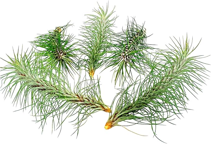 Air Plants - Colombian Tillandsia Funckiana, Large 5" - 5ct - Live Arrival Guaranteed - House Plants for Home Decor & Gift-PawvioPets