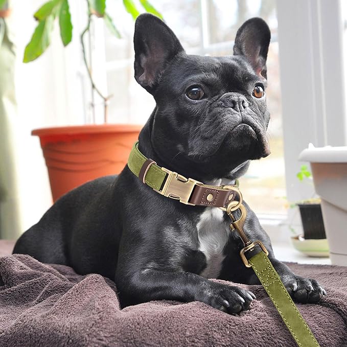 Didog Soft PU Leather Dog Collars for Medium Dogs,Classic Adjustable Dog Collars with Quick Release Metal Buckle,Easy Clean and Comfortable with Nylon Lining,Olive Green,M Neck 13-19"-PawvioPets