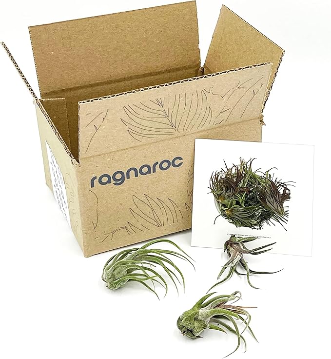 Air Plants - Tillandsia Pruinosa, Large 3-5" - 3ct - Live Arrival Guaranteed - House Plants for Home Decor & Gift-PawvioPets