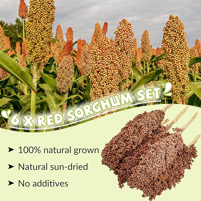 Fhiny Millet Spray for Birds, 6 PCS Natural Sun-Dried Red Sorghum Grain for Birds Seed Original Parrot Treats & Supplement Parakeet Food for Cockatiels Lovebirds Finches Budgies Pigeons Hamsters-PawvioPets