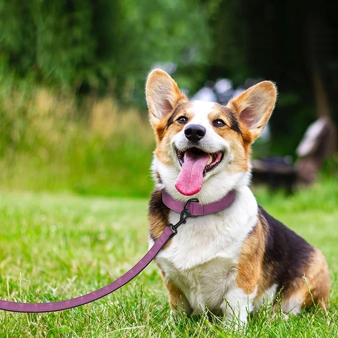 Didog Soft Padded Leather Dog Collar and Leash Set, Heavy Duty Dog Leash and Collar Set with Metal Buckle, Breathable Dog Collars with 4FT Leather Dog Leash for Small Medium Large Dogs, Purple, M-PawvioPets