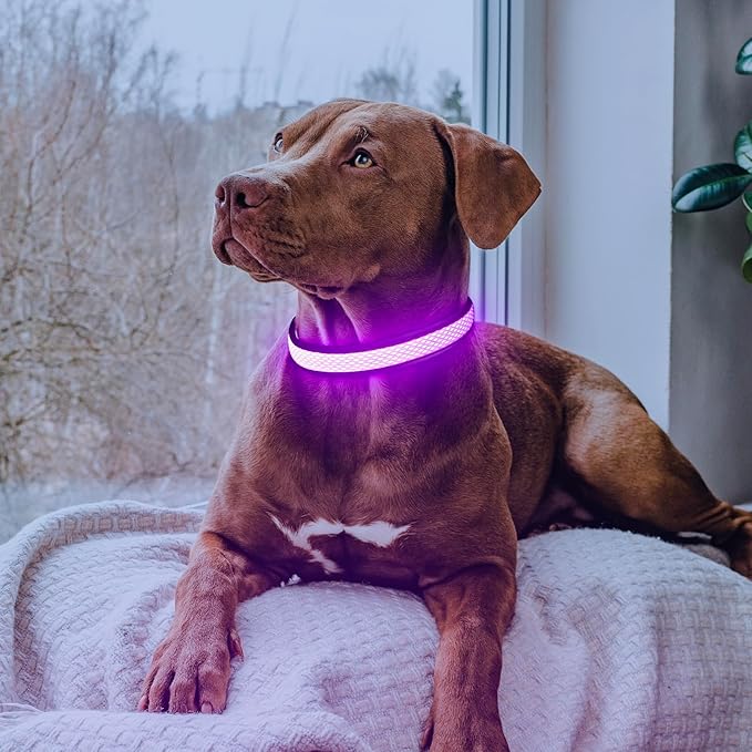 Flashseen LED Dog Collar, USB Rechargeable Light Up Dog Collar Lights, Adjustable Comfortable Soft Mesh Safety Pet Collar for Small, Medium, Large Dogs (Purple, Small)-PawvioPets