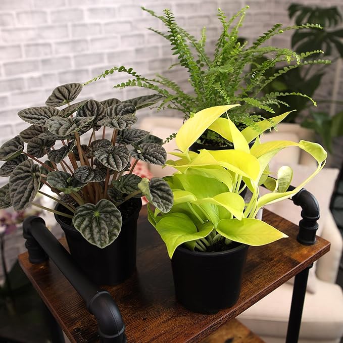 Essential Houseplant Collection (3PK) Live Plants Indoor Plants Live Houseplants in Plant Pots, Easy House Plants Indoors Live, Snake Plant, Pothos in Potting Soil, Clean Air Plants by Plants for Pets-PawvioPets