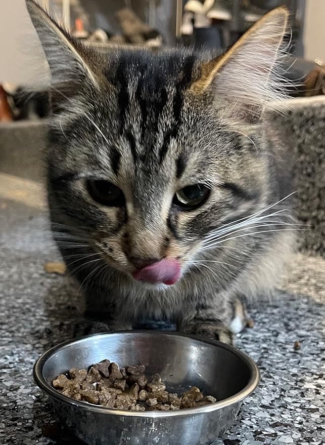 Bench & Field Holistic Natural Premium Adult Dry Cat Food, Chicken Meal and Brown Rice Recipe 25 lb Bag (Pack of 1)-PawvioPets