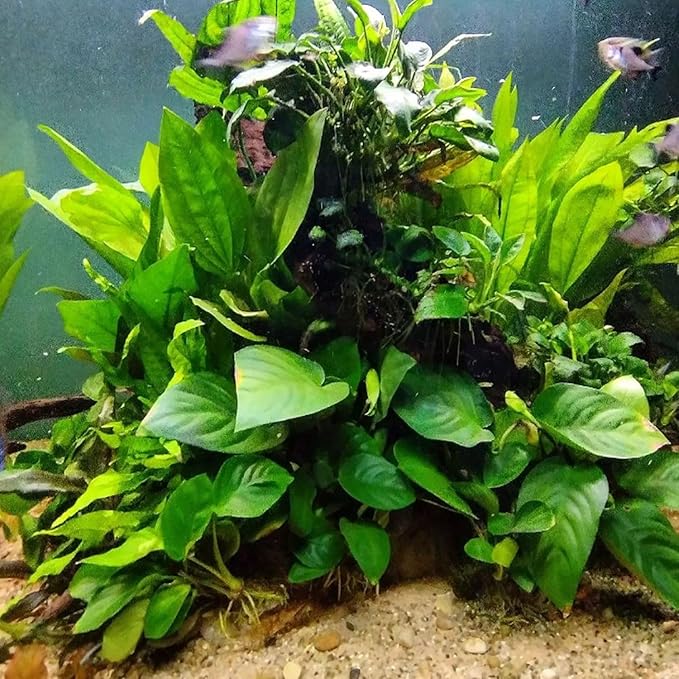 4X Anubias Nana Petite Potted Aquarium Live Plant for Fish Tank Decoration-PawvioPets