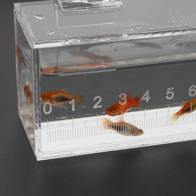 Fish Viewing Box Container with Lid and Scale, Acrylic Portable Fishing Mini Aquarium, Small Fish Breeder Hatching Boxes, Safe Tank Case for Breeding Egg Photo Isolation Outdoor Indoor-PawvioPets