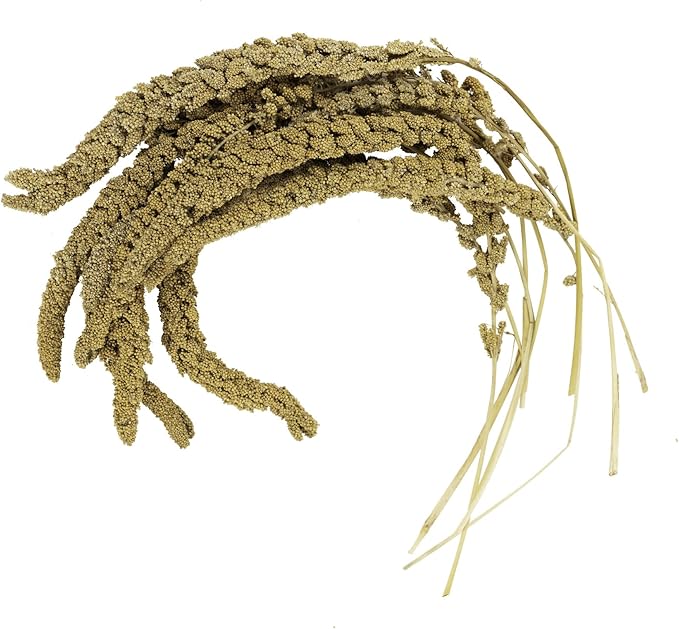 Birds LOVE French Kissed Spray Millet for Birds - Parakeets, Cockatiels, Lovebirds, Finches, Budgies, Canaries, Cockatoos - Natural & Healthy Bird Millet - Parakeet Food & Treats for all Parrots 25lbs-PawvioPets