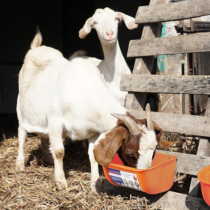 Goovilla Chicken Feeder Waterer, Hanging or Screw-in Fence Feeder with Clips, 2 Pack 5 Quart Goat Feeder Supplies, Duck Piglet Sheeple Coop Dog Livestock Poultry Plastic Feeder Trough Bucket, Orange-PawvioPets