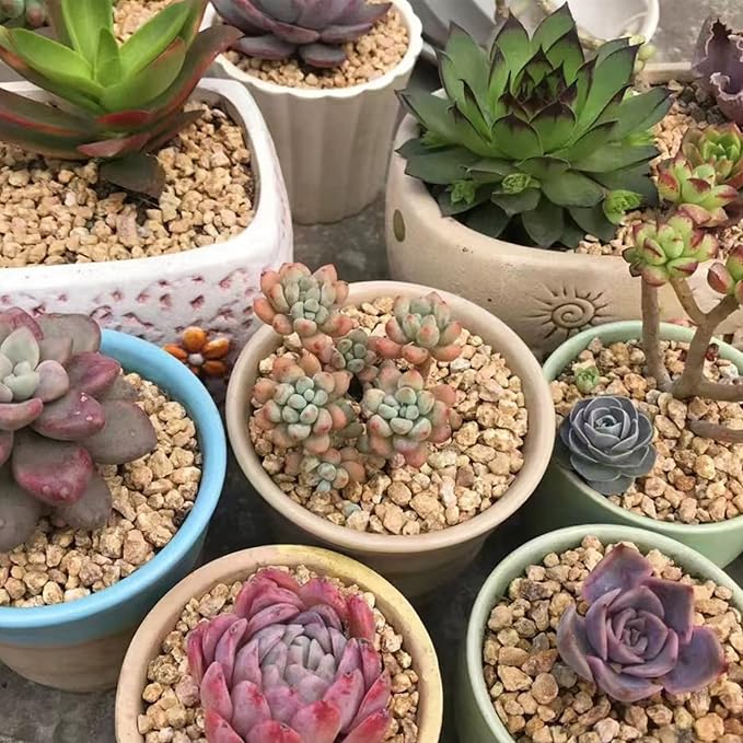 5 lbs Maifanitum Stones for Succulent,1/4 Inch Decorative Rocks for Indoor Plants, Bonsai, Soil Cover. Small Stones for Promote Soil Root Growth, Water Drainage and Plant Growth(5-8 mm)-PawvioPets