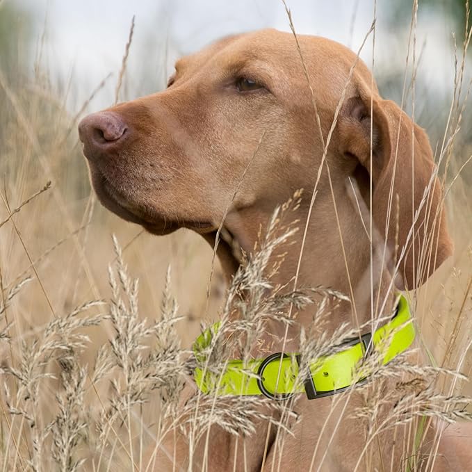 Dogline Biothane Waterproof Dog Collar Strong Coated Nylon Webbing with Black Hardware Odor- Proof for Easy Care Easy to Clean High Performance Fits Small Medium or Large Dogs, Safety Yellow-PawvioPets