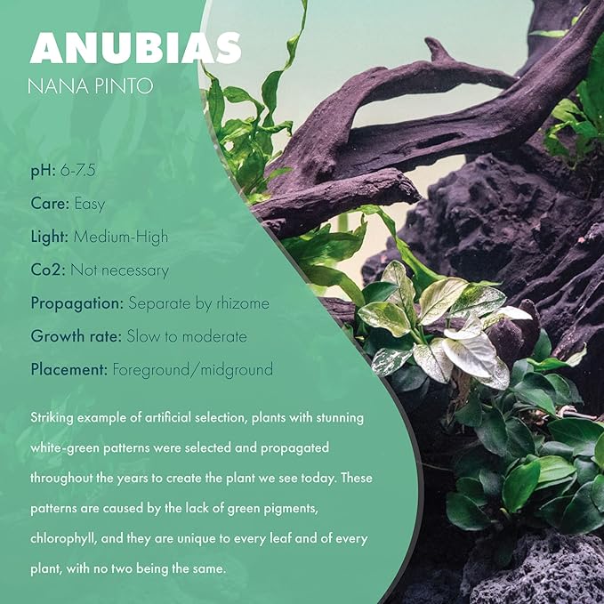 Anubias Live Aquarium Plants - Potted Freshwater Plant for Fish Tanks, Terrariums - Beginner Friendly Low Light (Nana Pinto, 1 Pot)-PawvioPets