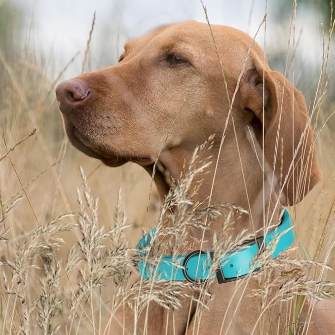 Dogline Biothane Waterproof Dog Collar Strong Coated Nylon Webbing with Black Hardware Odor- Proof for Easy Care Easy to Clean High Performance Fits Small Medium or Large Dogs, Sky Blue-PawvioPets