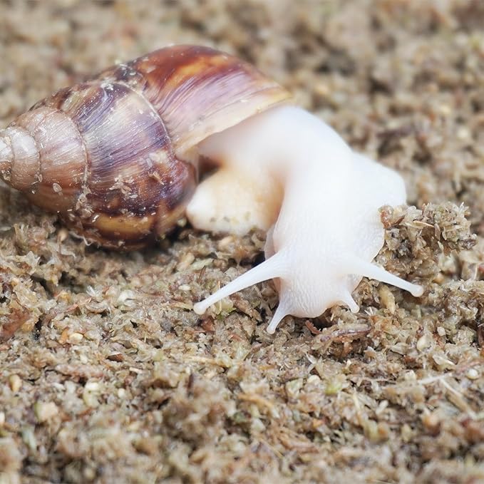 2 Quarts Organic Fiber Substrate for Pet Snail, Ideal Snail Terrarium Accessories for Retains Moisture-PawvioPets