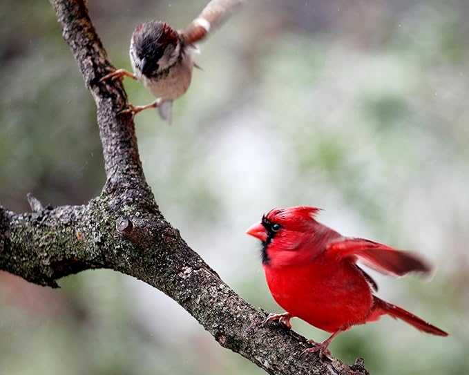 10lbs Dried Mealworms - Premium Non-GMO Chicken Feed, Nutritious High Protein Meal Worms- Food and Treats for Laying Hens, Wild Birds, Ducks, Chicken-PawvioPets
