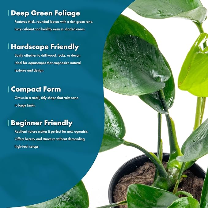 Anubias Live Aquarium Plants - Anubias Nana Tropica (Anubias barteri Nana) - Low Light Epiphytic Rhizome for Foreground to Midground Freshwater Aquascapes, Dark Green Accent - Pot-PawvioPets