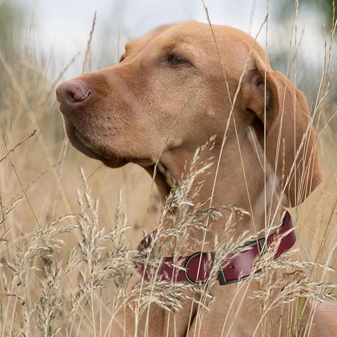 Dogline Biothane Waterproof Dog Collar Strong Coated Nylon Webbing with Black Hardware Odor- Proof for Easy Care Easy to Clean High Performance Fits Small Medium or Large Dogs, Merlot Burgundy-PawvioPets