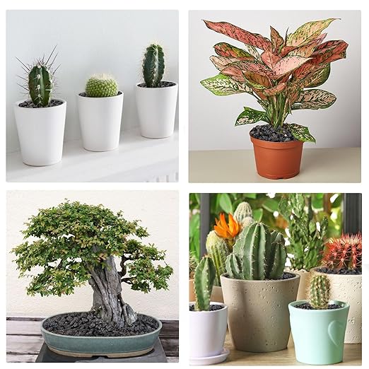 2.5lbs Lava Rocks for Plants, 1/5 Inch Black Gravel for Succulent, Cactus, Bonsai Tree, Pure Volcanic Rocks, Top-Dressing, Good Drainage-PawvioPets