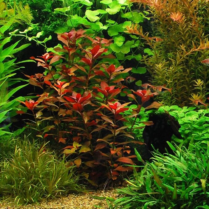 24 Plants Bundle / 6 Species Live Aquarium Plants Package - Microsorum, Amazon Sword, Anubias, Moneywort, Hornwort, etc. (100+ Gallon Aquariums)-PawvioPets