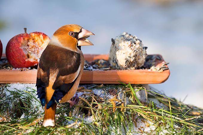 Dried Black Soldier Fly Larvae, 100% Natural, Non-GMO, High-Protein Treats for Chickens, Layer Hens, Wild Birds, Ducks, 13.3 oz, Pack of 4-PawvioPets