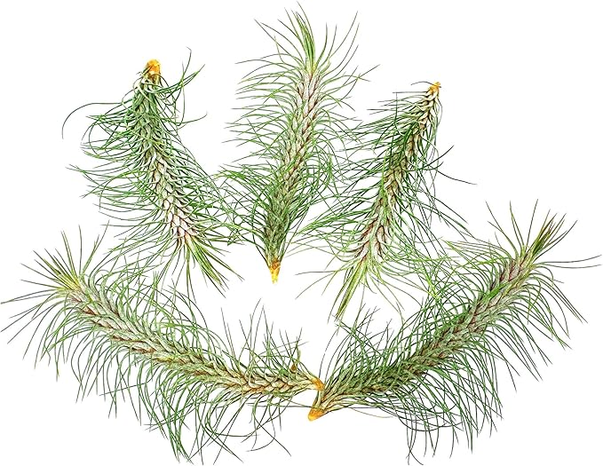 Air Plants - Colombian Tillandsia Funckiana, Large 5" - 5ct - Live Arrival Guaranteed - House Plants for Home Decor & Gift-PawvioPets