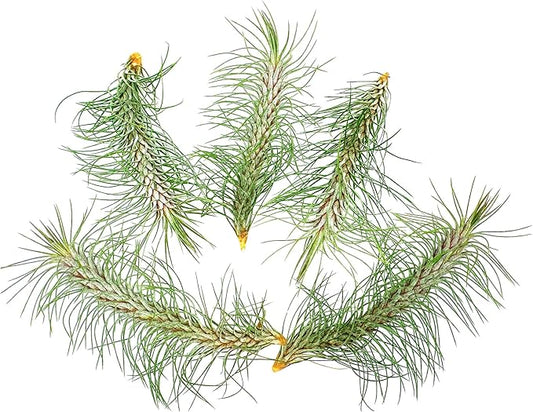Air Plants - Colombian Tillandsia Funckiana, Large 5" - 5ct - Live Arrival Guaranteed - House Plants for Home Decor & Gift-PawvioPets
