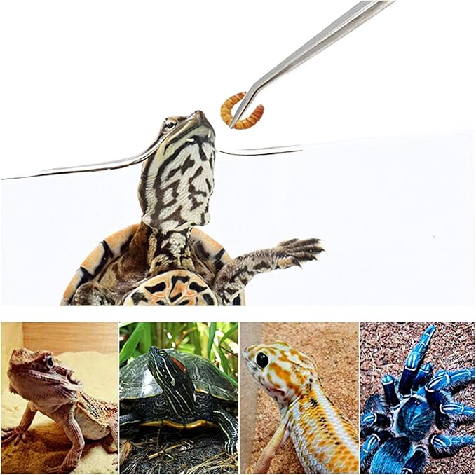 Feeding Tongs 2pcs Stainless Steel Aquarium Long Tweezers 27cm/10.6 inches Straight Curved Tweezers for Fish Tank Aquatic Plants Reptile Lizard Gecko Snake Spider Bird-PawvioPets