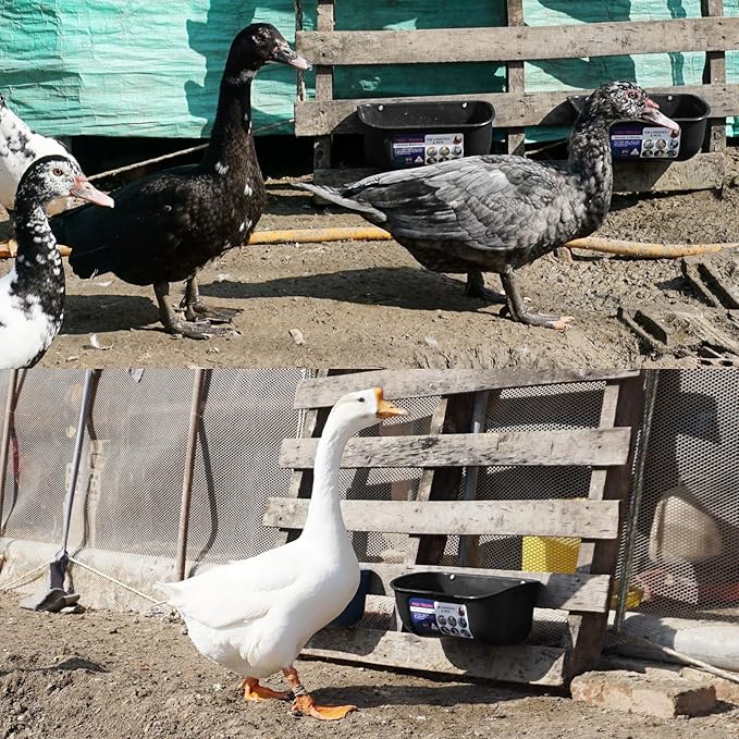 Goovilla Chicken Feeder Waterer, Hanging or Screw-in Fence Feeders with Clips, 2 Pack 5 Quart Goat Feeding Supplies, Duck Piglet Sheeple Coop Dog Livestock Poultry Plastic Feeder Trough Bucket, Black-PawvioPets