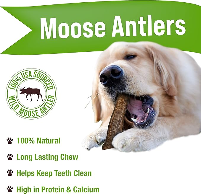 Buck Bone Organics Dog Chews, Moose Antlers for Dogs, Long Lasting Dog Bones for Aggressive Chewers, All Natural, No Preservatives, Wild Shed in The USA (Large)-PawvioPets