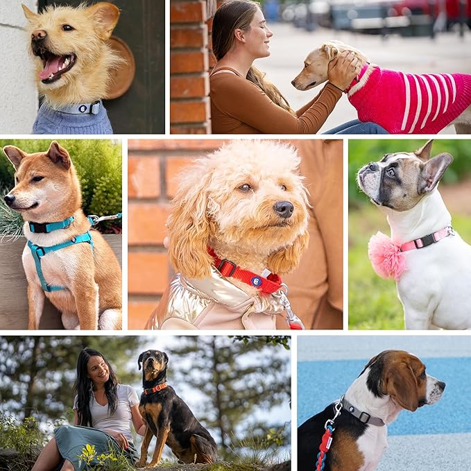 Blueberry Pet Essentials Medium Dog Collar in Fired Brick | Adjustable & Eco-Friendly Durable Nylon Strap | Classic Collar for Medium Dogs, Boy & Girl Pets-PawvioPets