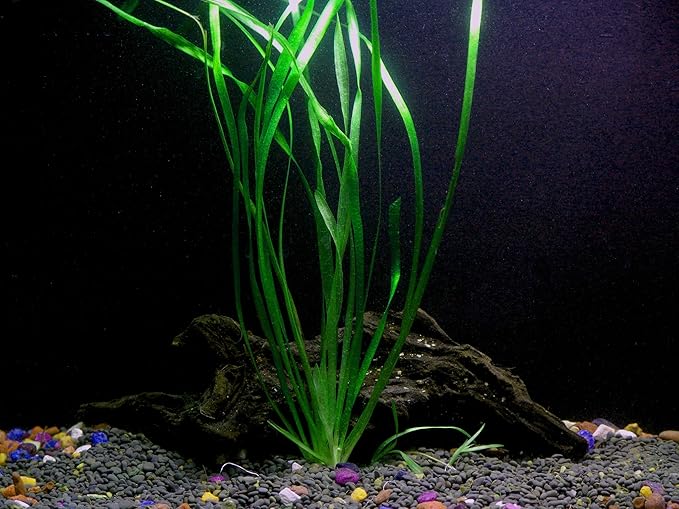 Discus-Warm Water Aquarium Plant Bundle-PawvioPets