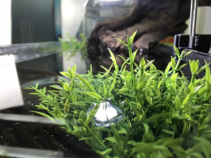 BEGONDIS Aquarium Decorations Fish Tank Artificial Green Water Plants Made of Soft Plastic-PawvioPets
