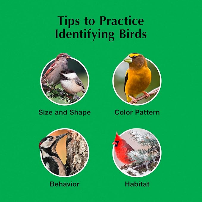 C&S Sunflower Suet Nuggets, Suet Nuggets for Wild Birds, 8 Lbs-PawvioPets