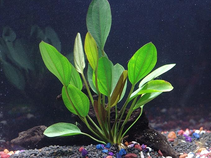 Discus-Warm Water Aquarium Plant Bundle-PawvioPets