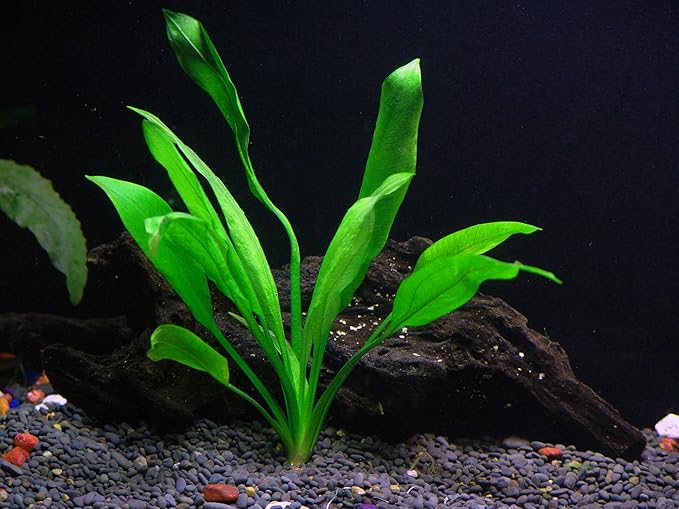 24 Plants Bundle / 6 Species Live Aquarium Plants Package - Microsorum, Amazon Sword, Anubias, Moneywort, Hornwort, etc. (100+ Gallon Aquariums)-PawvioPets