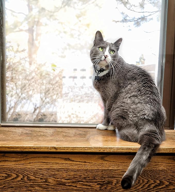 Fresh Digest Daily Digestive Aid and Immune Support for Cats-PawvioPets