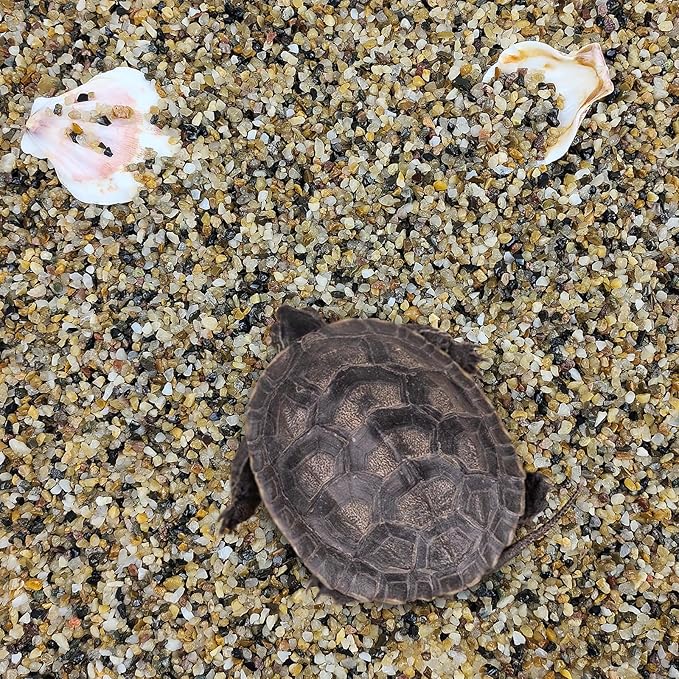 2 lbs Aquarium Sand. 1/16 Inch Coarse Pea Gravel for Fish Tank Substrate, Terrariums, Vase, Plant, Soil Cover and Outdoor Landscaping Small River Stones-PawvioPets