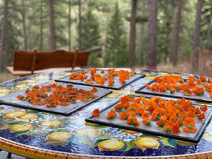 Aromatics International Calendula Hydrosol 100ml | Gentle Aromatic Mist for Daily Use-PawvioPets