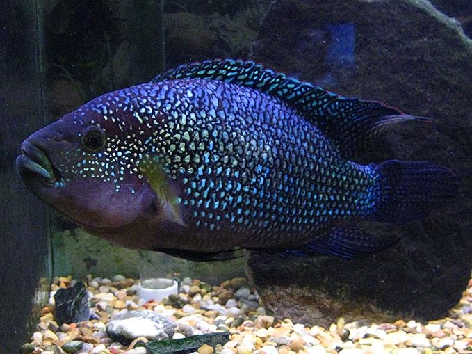 Aquatic Foods Inc. Freeze Dried Floating Brine Shrimp Cubes and Tubifex Cubes for All Tropical Fish, Marine Fish, Discus, Cichlids, Koi & Pond Fish, Turtles…1.5oz Small Jar-PawvioPets