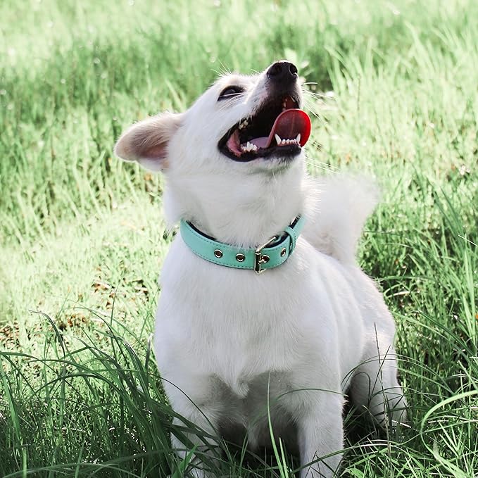 Didog Soft Padded Dog Collars for Small Dogs, Lightweight and Breathable Dog Collar with Metal Buckle for Puppy, Green, S-PawvioPets