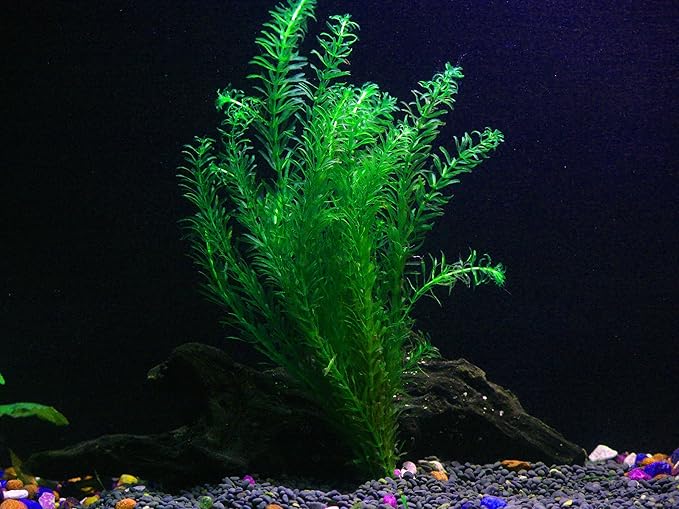 18 Plants Bundle / 6 Species Live Aquarium Plants Package - Microsorum, Amazon Sword, Anubias, Moneywort, Hornwort, etc. (75+ Gallon Aquariums)-PawvioPets