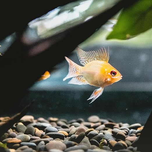 40lbs Large River Rocks for Landscaping, 2-3 Inch Natural Unpolished Bulk Pebbles, Hand-Picked Premium Stones for Garden Design Fish Tank, Flower Pots, Pathways and Backyard, Mixed Color-PawvioPets