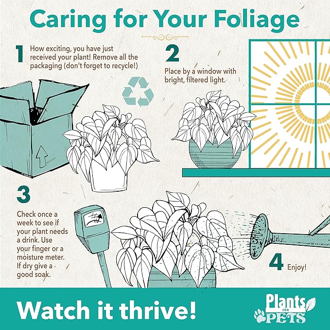 Essential Houseplant Collection (3PK) Live Plants Indoor Plants Live Houseplants in Plant Pots, Easy House Plants Indoors Live, Snake Plant, Pothos in Potting Soil, Clean Air Plants by Plants for Pets-PawvioPets