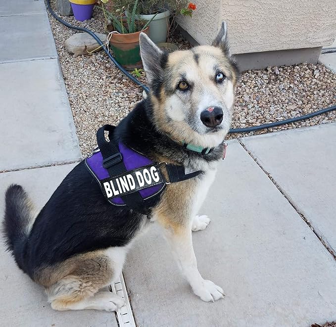 Doggie Stylz Blind Dog Harness No Pull No Escape Dog Vest for Blind Dogs Adjustable Vest with Handle Blind Dog Accessories and Patches for Training and Mobility-PawvioPets